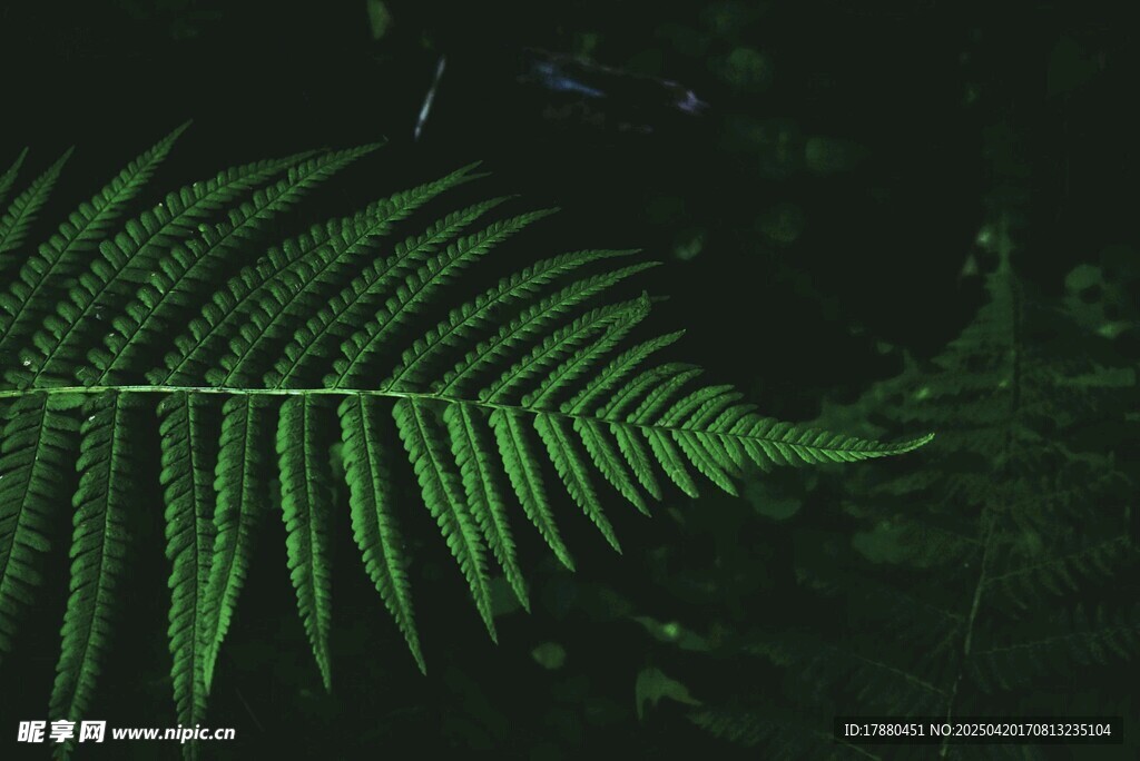 蕨类植物