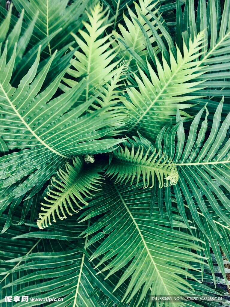 蕨类植物