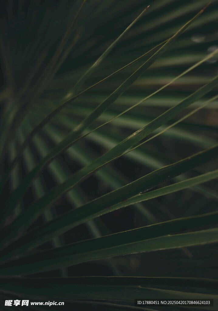 绿叶
