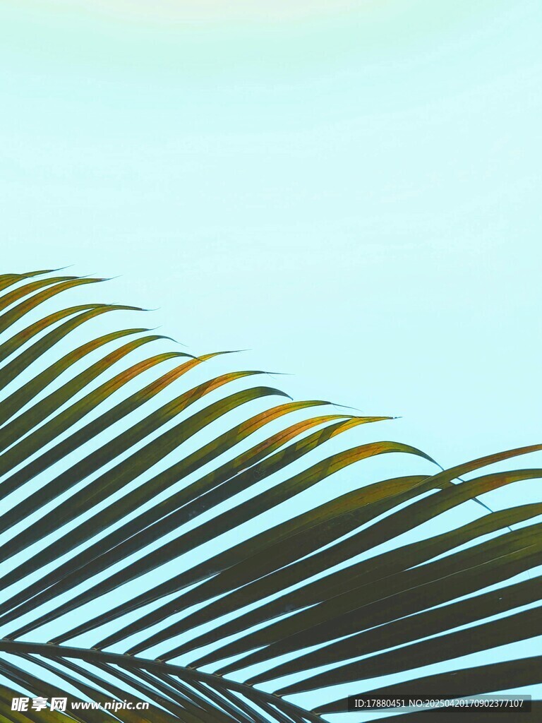 铁树