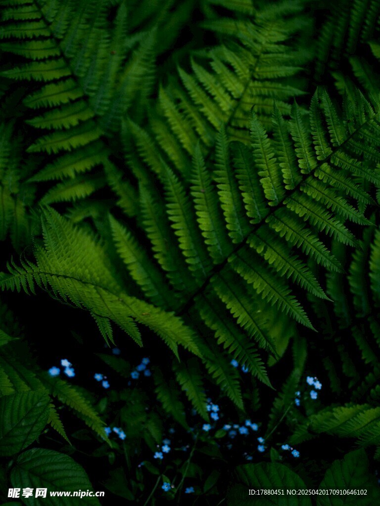 蕨类植物