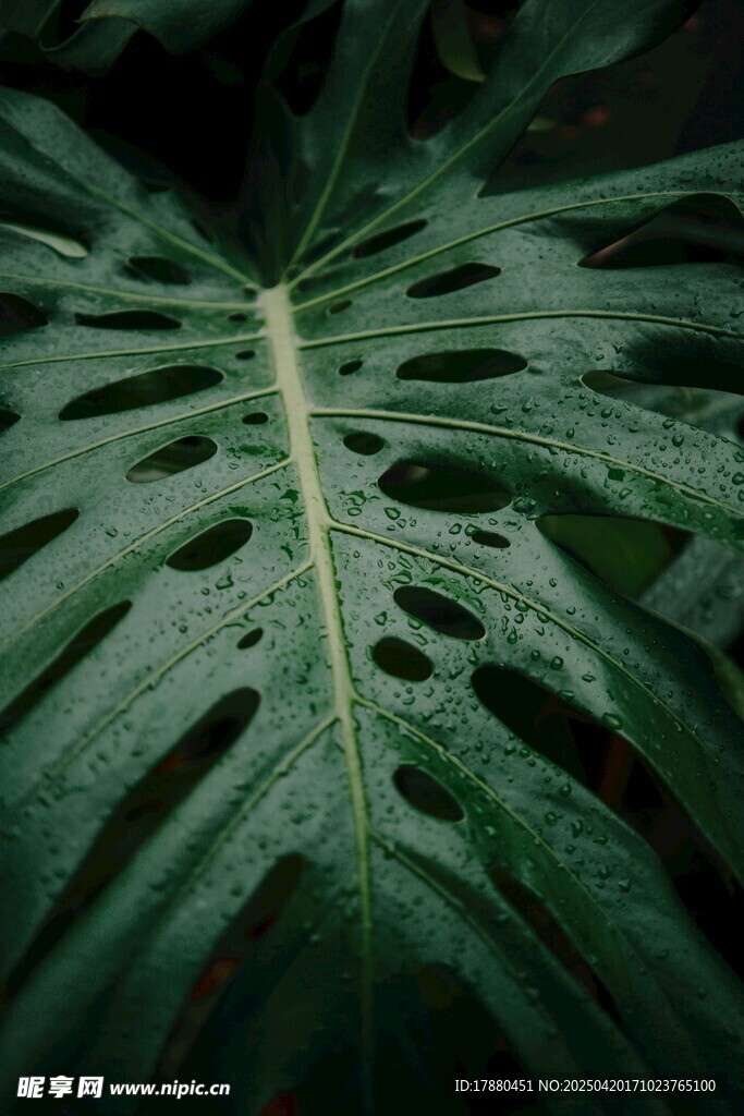 龟背竹