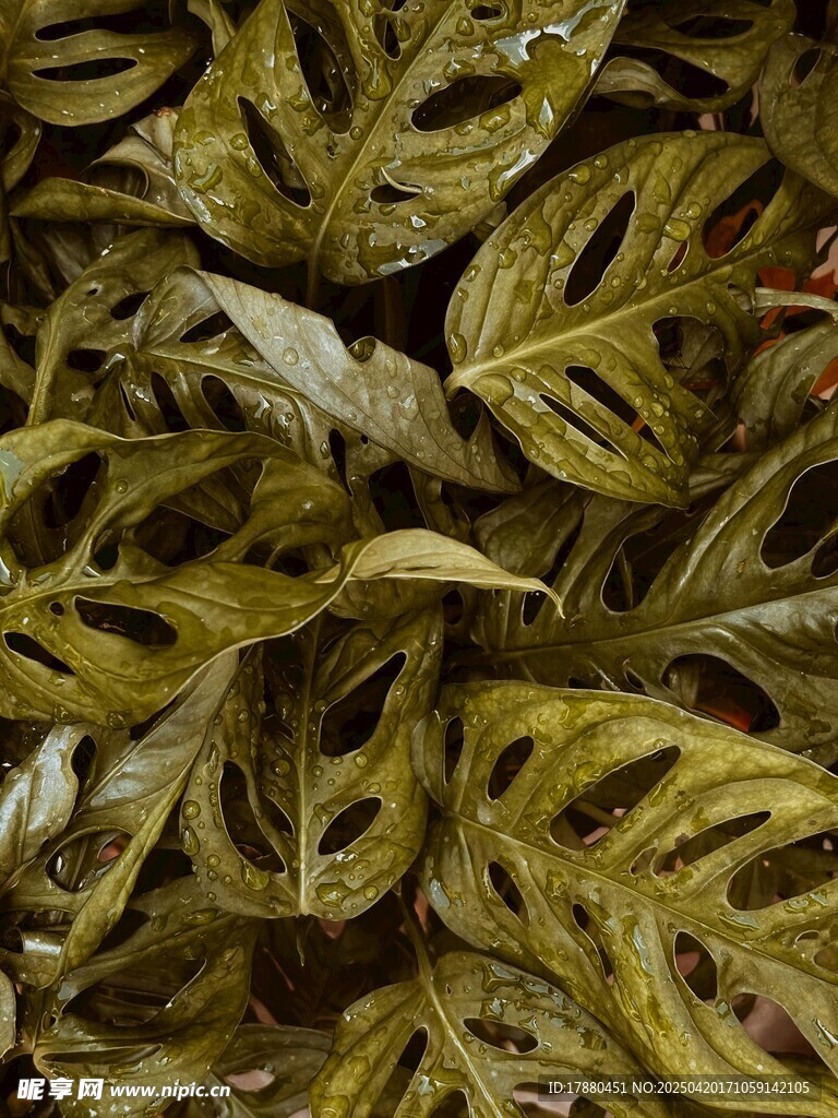 龟背竹