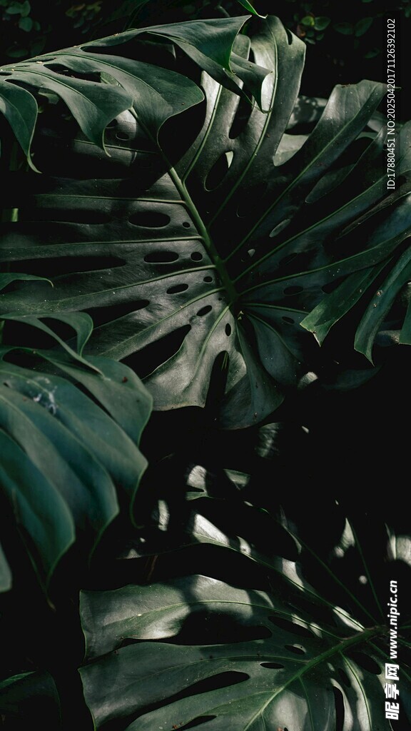 龟背竹