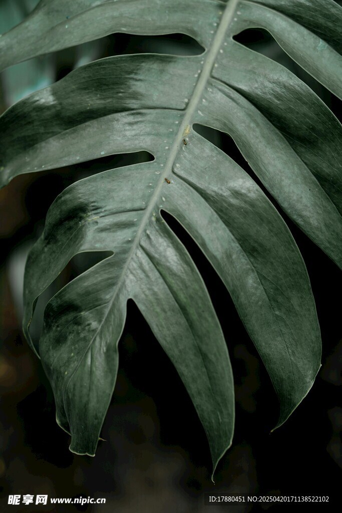 龟背竹