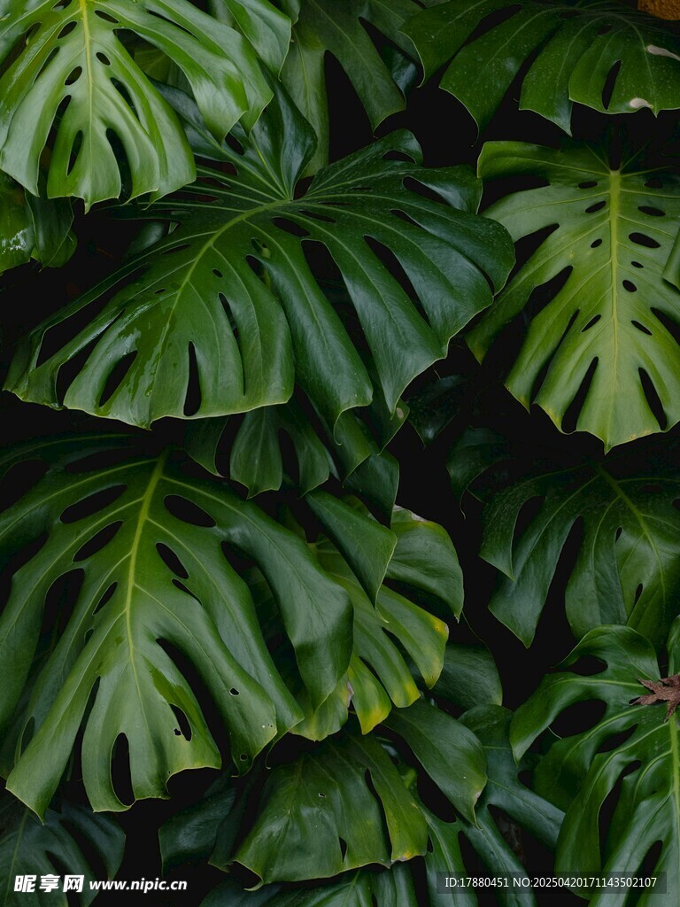 龟背竹