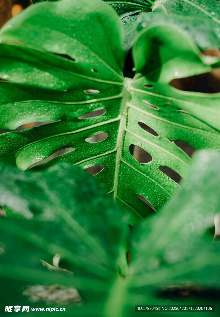 龟背竹
