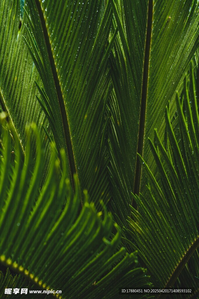 蕨类植物