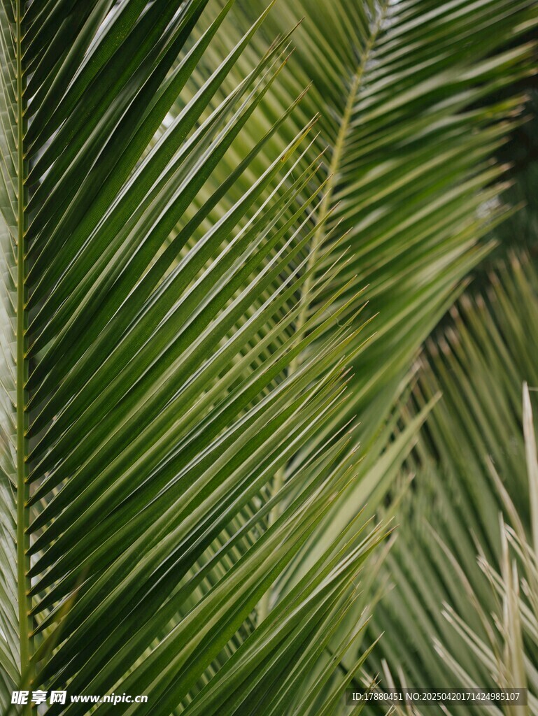 棕榈叶