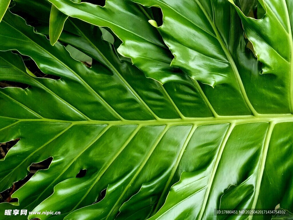 龟背竹