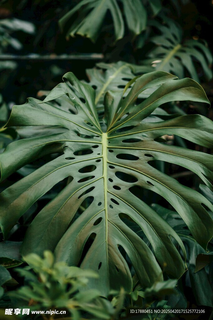 龟背竹