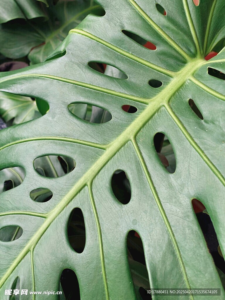 龟背竹