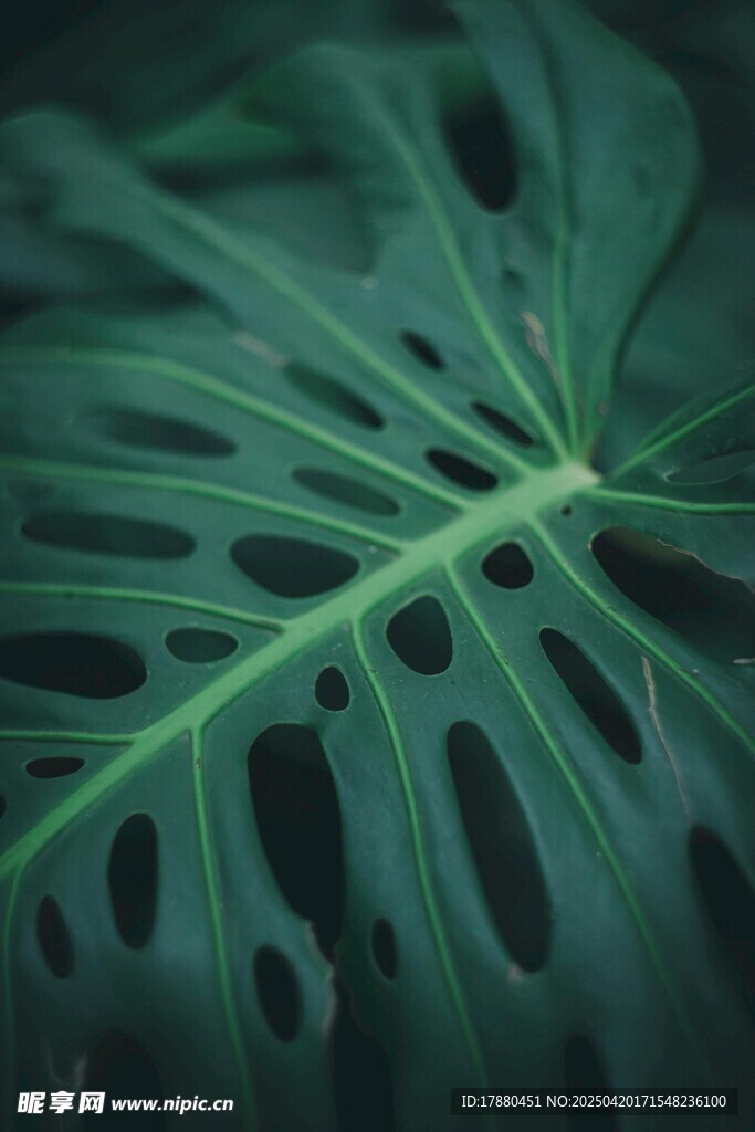 龟背竹