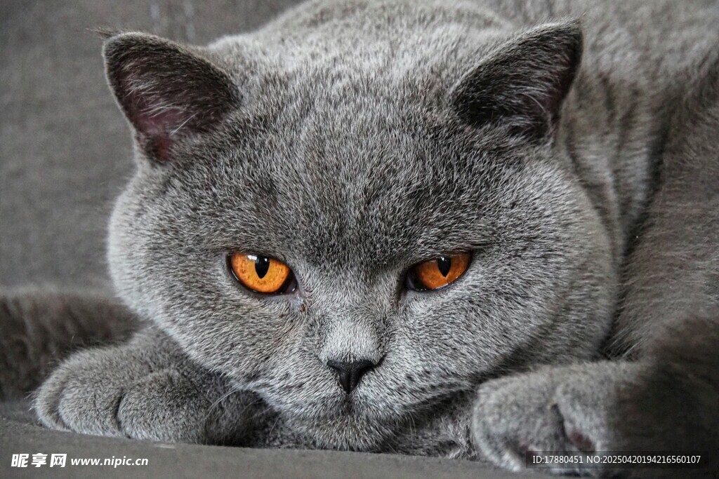 猫