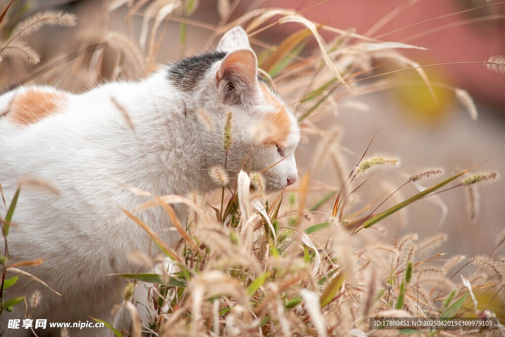 猫咪