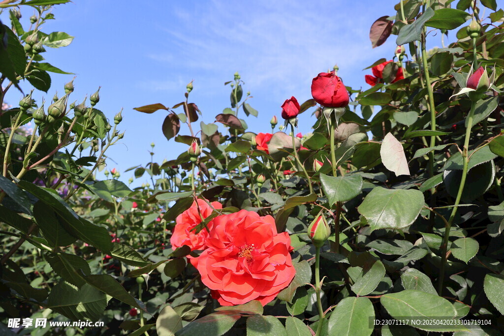 月季花