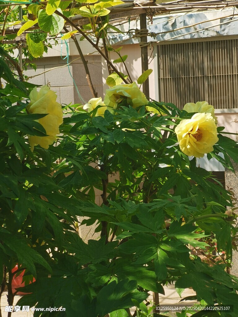 牡丹花