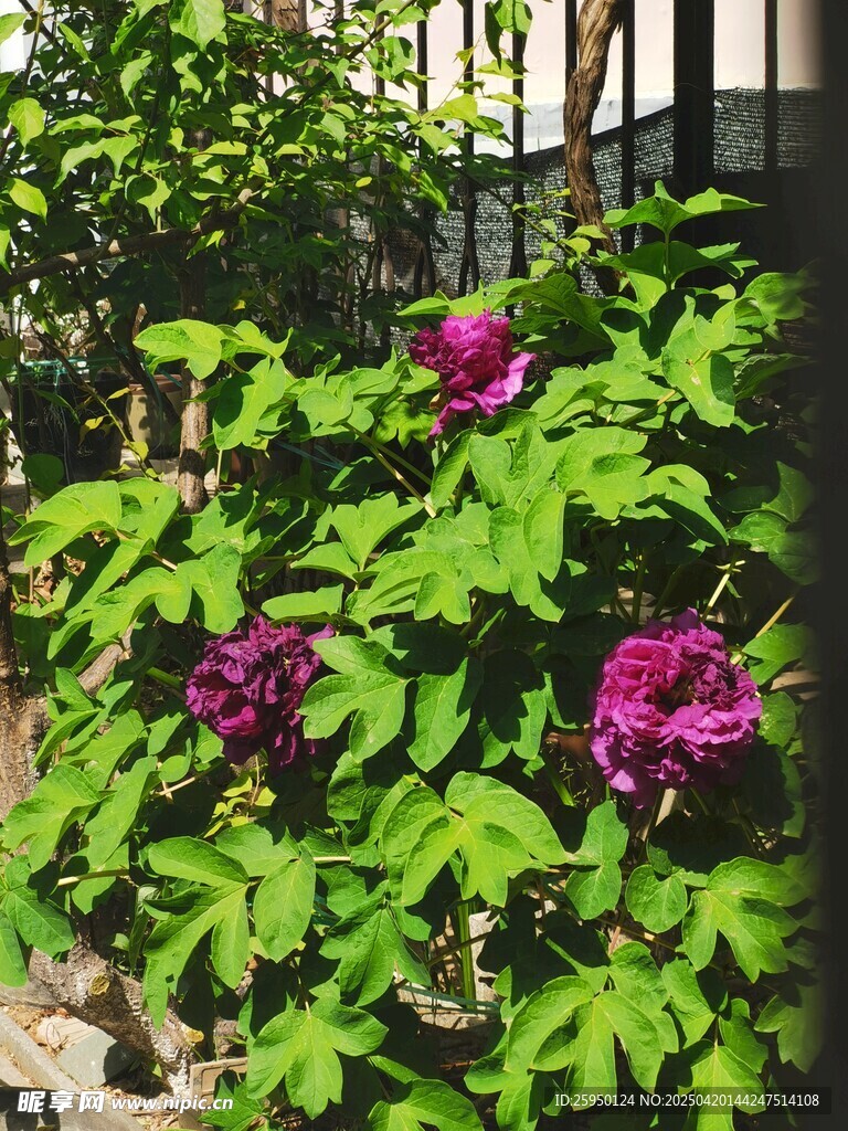 牡丹花