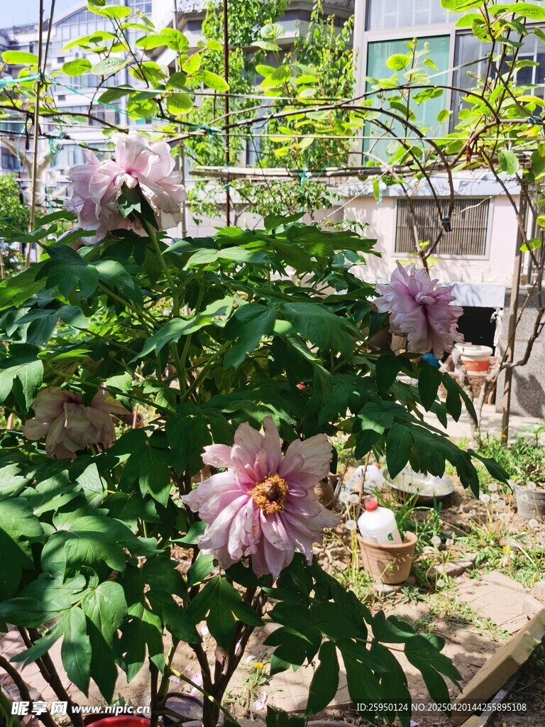 牡丹花