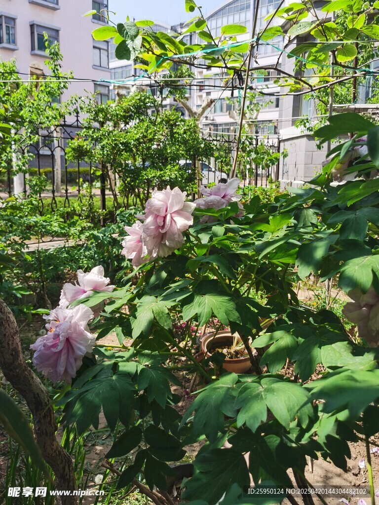 牡丹花