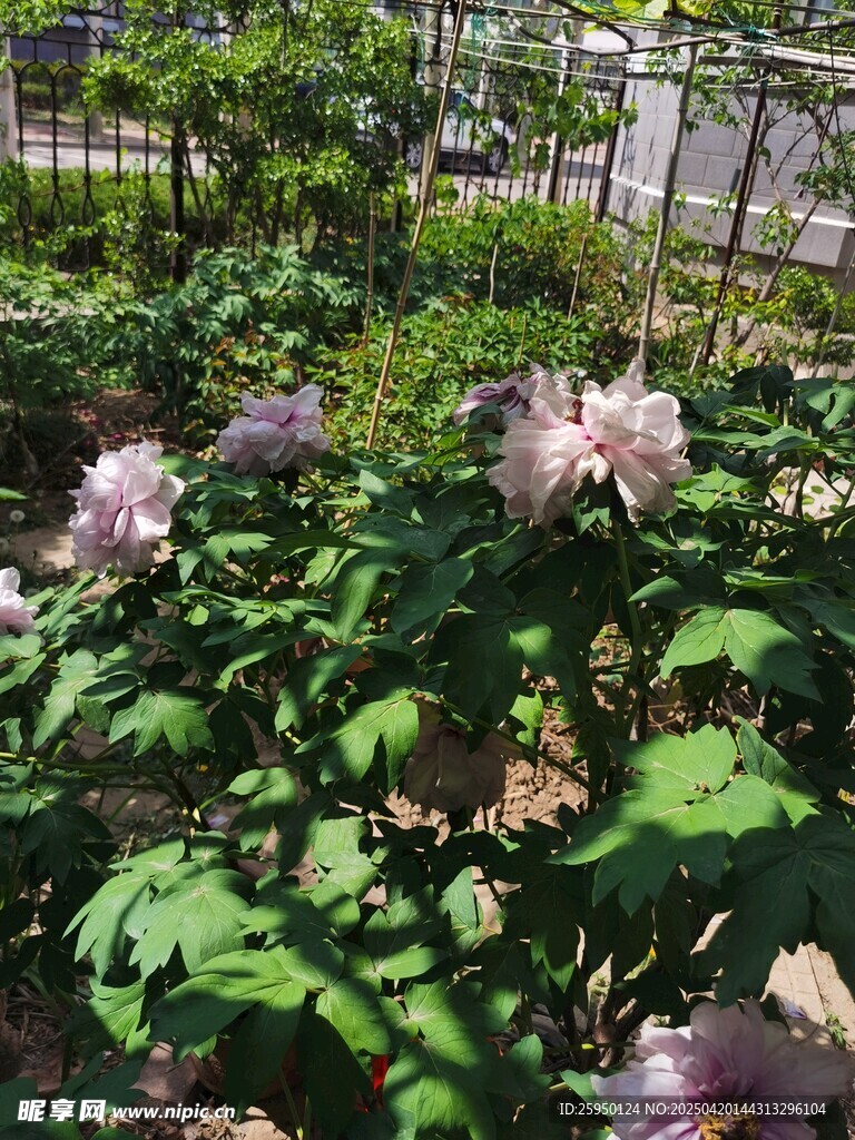 牡丹花