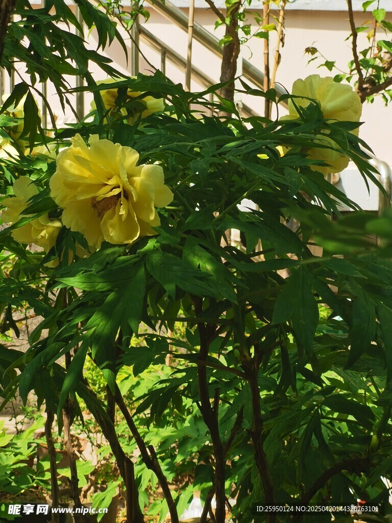 牡丹花