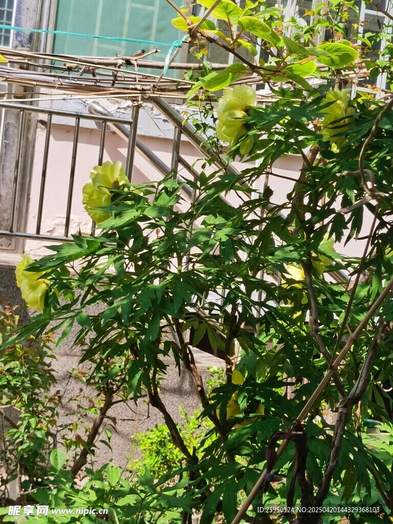 牡丹花