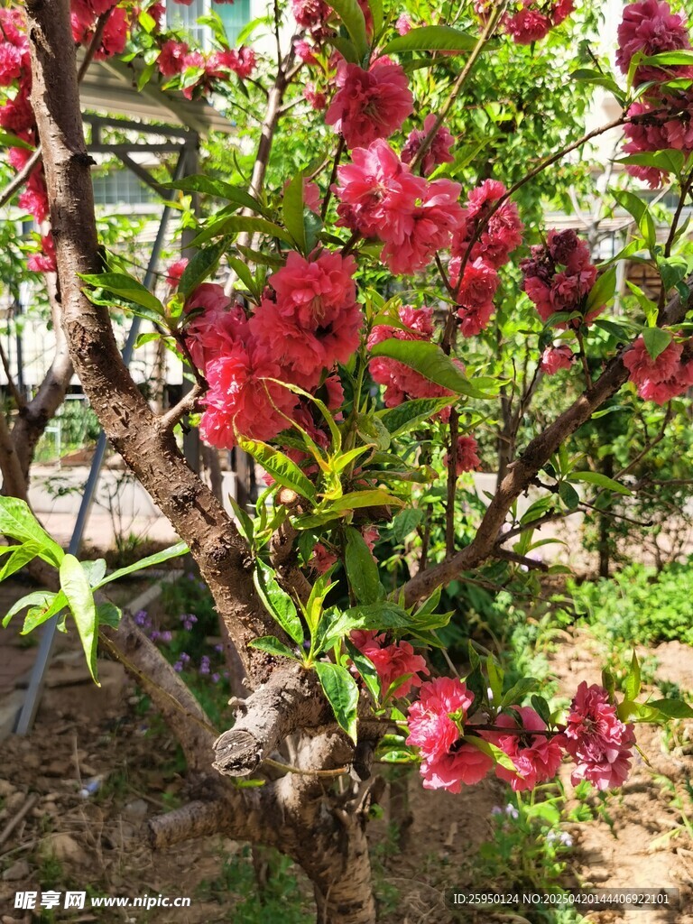 桃花