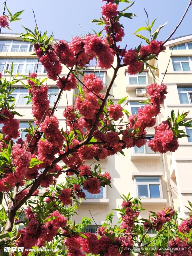 桃花