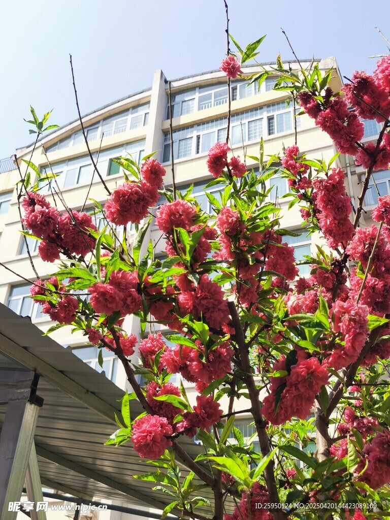 桃花