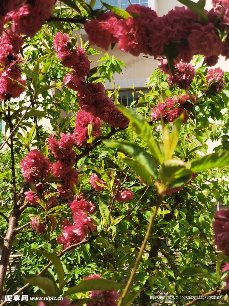桃花