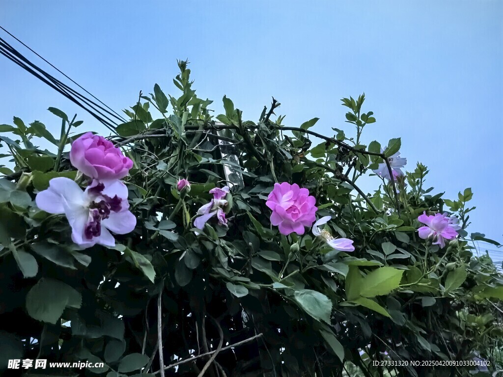 枝头绽放的美丽紫花