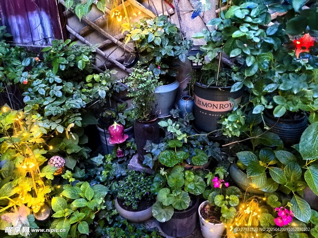 多彩盆栽营造生机小角落