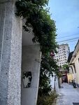 石廊绿植下的静谧街道
