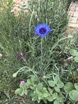 矢车菊