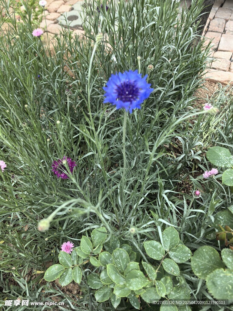 矢车菊