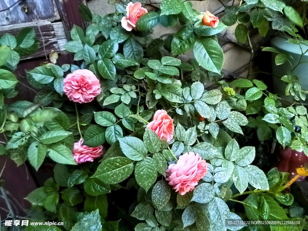 娇艳盛开的粉色月季花