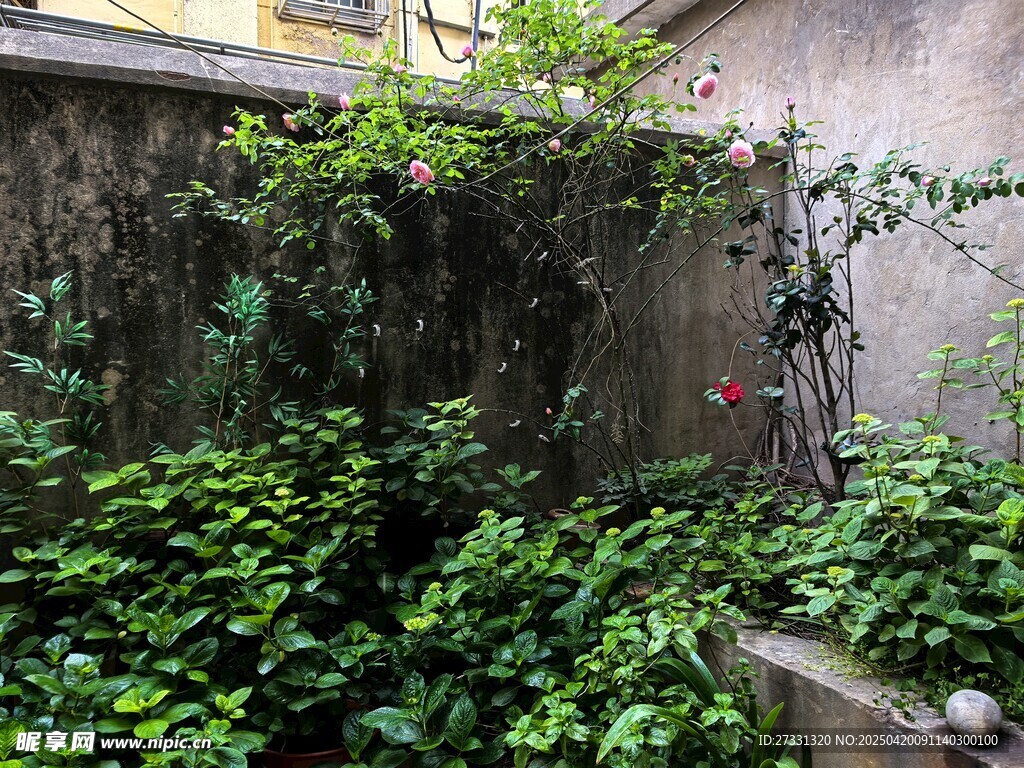 庭院绿植一角