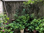 庭院绿植一角