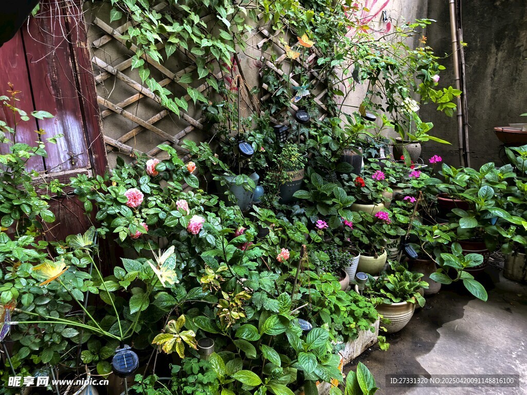 庭院绿植花卉繁茂景象