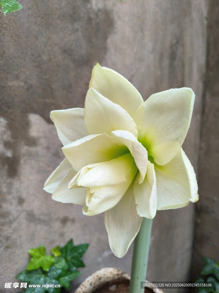 优雅绽放的白色朱顶红