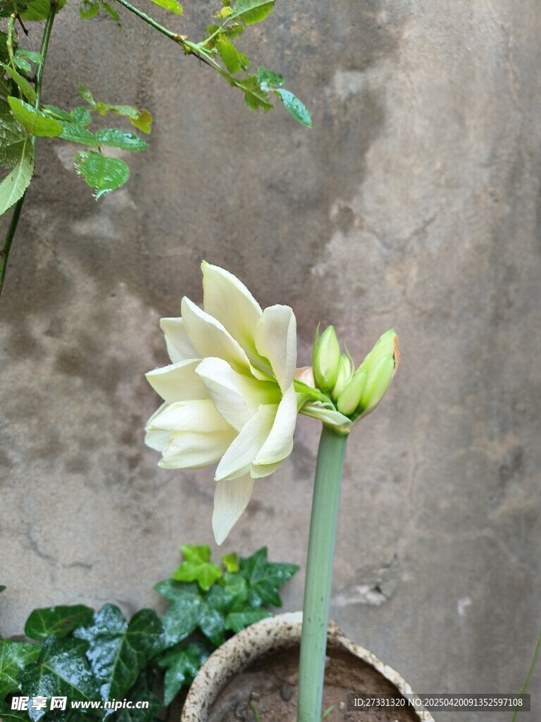 盆栽朱顶红