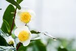 山茶花