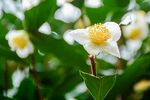 山茶花