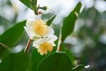 山茶花