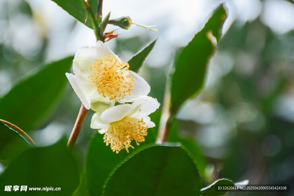 山茶花