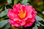 山茶花