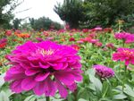百日菊