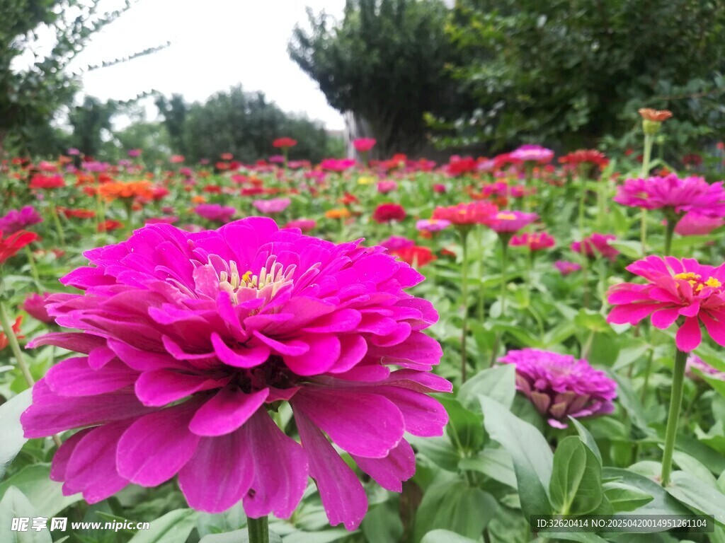 百日菊