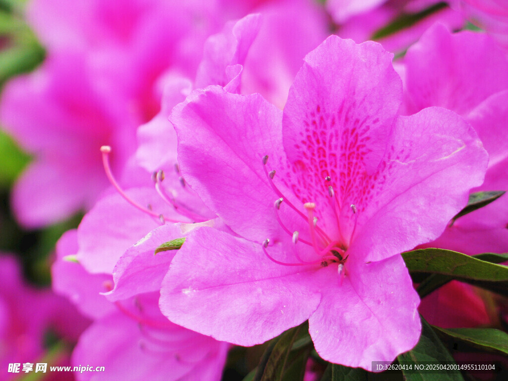 杜鹃花